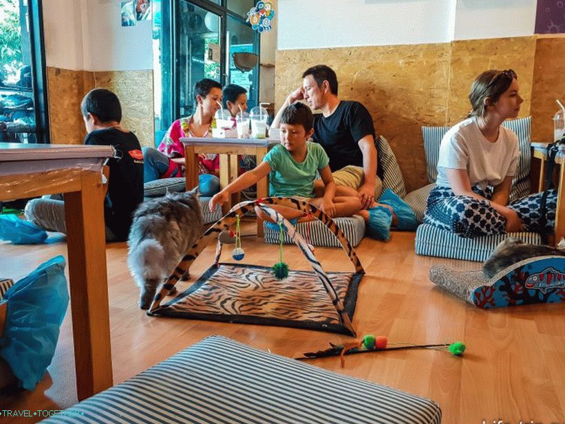 Cafe Cat's Catmosphere u Chiang Maiu