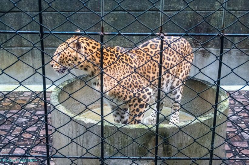 Akvarij i Tiger Zoo na Samui - tužni i skupi