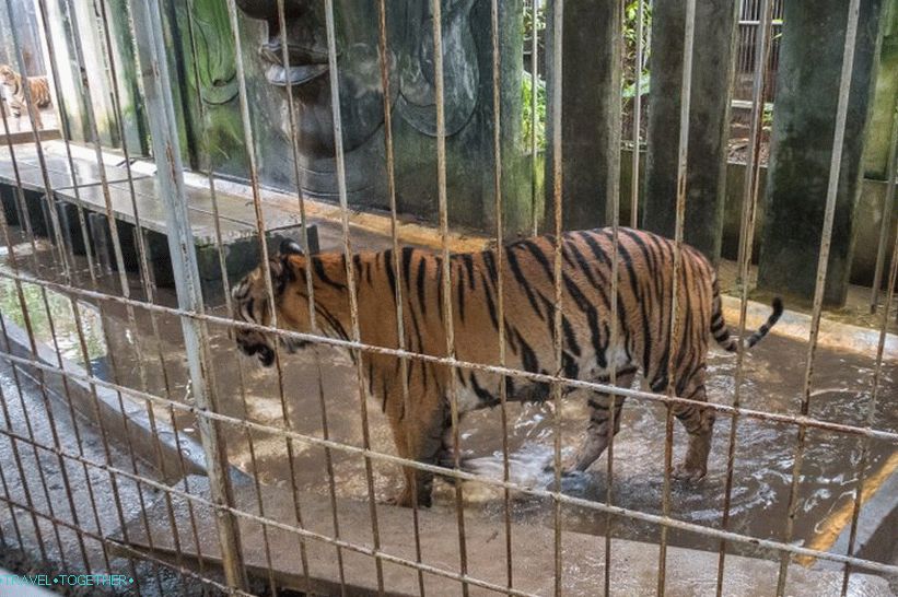 Akvarij i Tiger Zoo na Samui - tužni i skupi