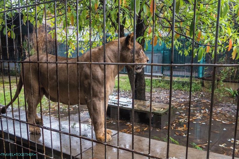 Akvarij i Tiger Zoo na Samui - tužni i skupi