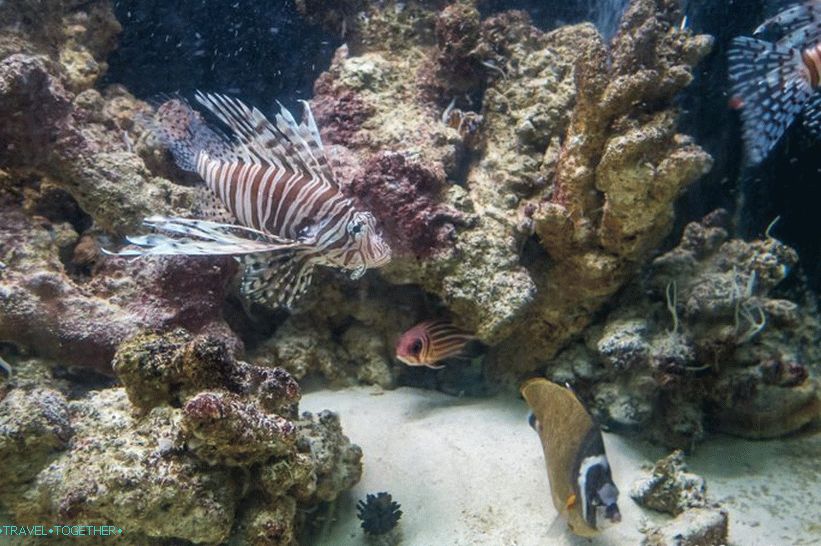 Akvarij i Tiger Zoo na Samui - tužni i skupi