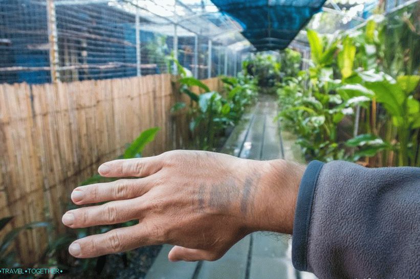 Akvarij i Tiger Zoo na Samui - tužni i skupi