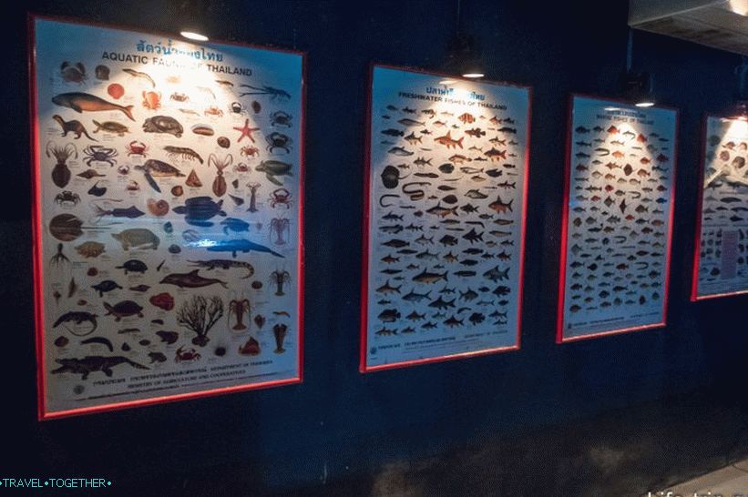 Akvarij i Tiger Zoo na Samui - tužni i skupi
