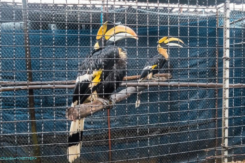 Akvarij i Tiger Zoo na Samui - tužni i skupi