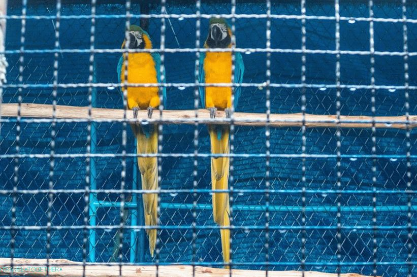 Akvarij i Tiger Zoo na Samui - tužni i skupi