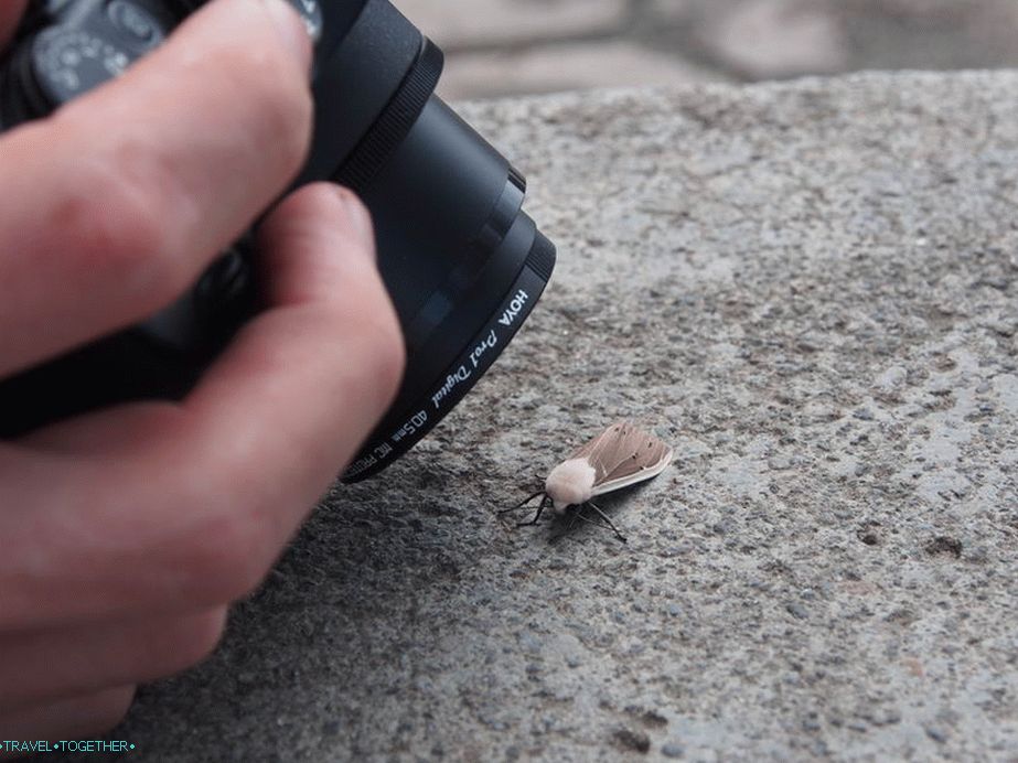 Putovanje s entomolozima - kamera je stalno u makro načinu
