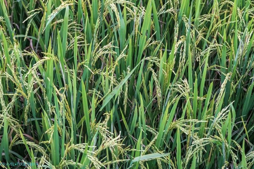 Bambusov most u Paiju - šetnja rižinim poljima okružena planinama