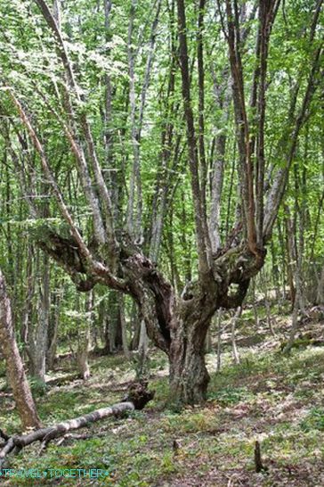 Smiješna stabla u šumi