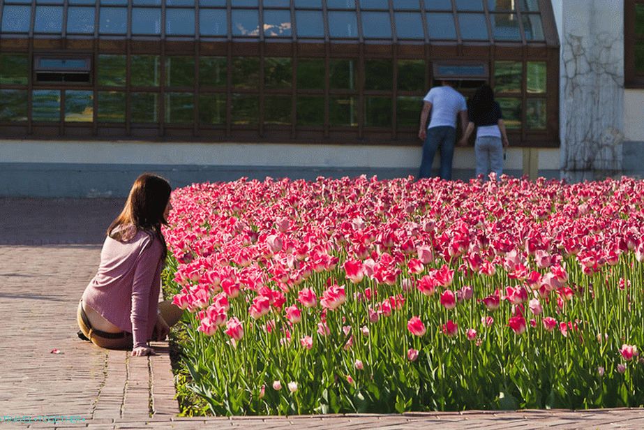 Fotografiranje u tulipanima