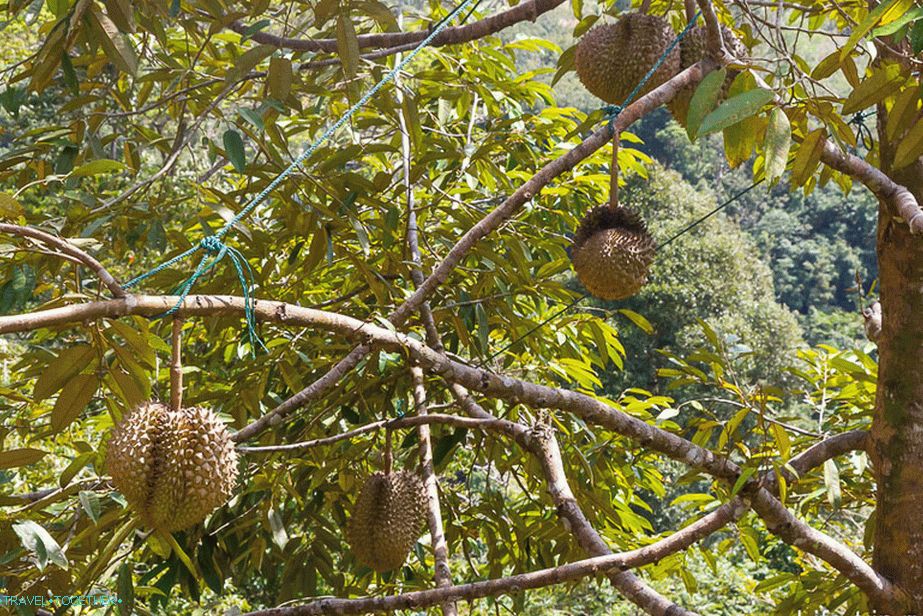 Kako durian raste