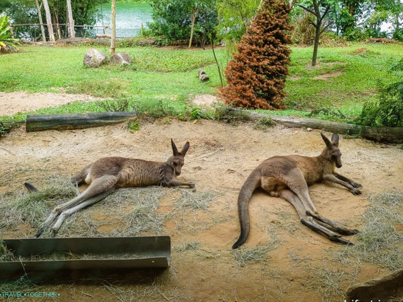 Zoološki vrt u Singapuru