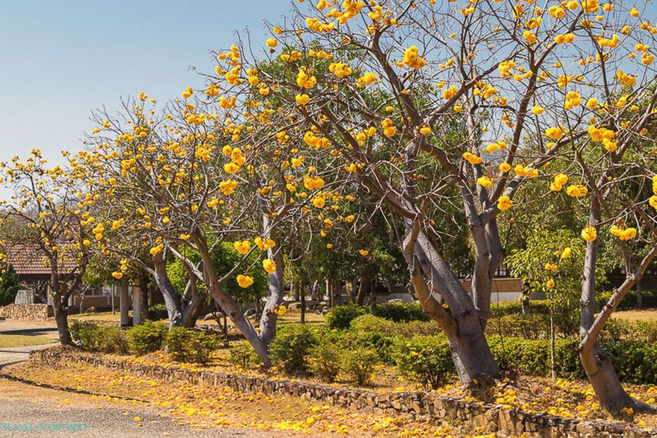 U blizini sjenice stabla rastu s velikim žutim cvjetovima