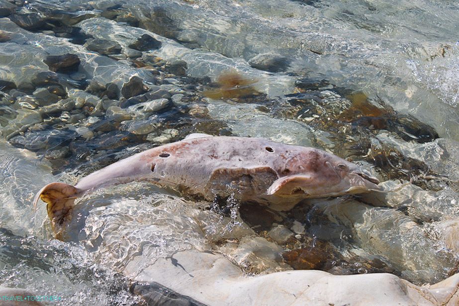 Dead Dolphin na divljim plažama