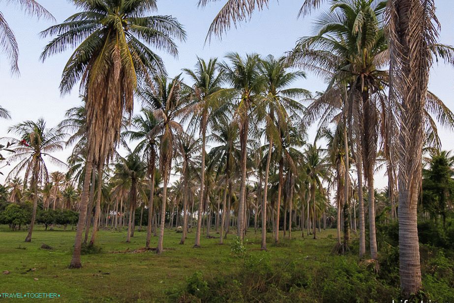 Oko šume palmi