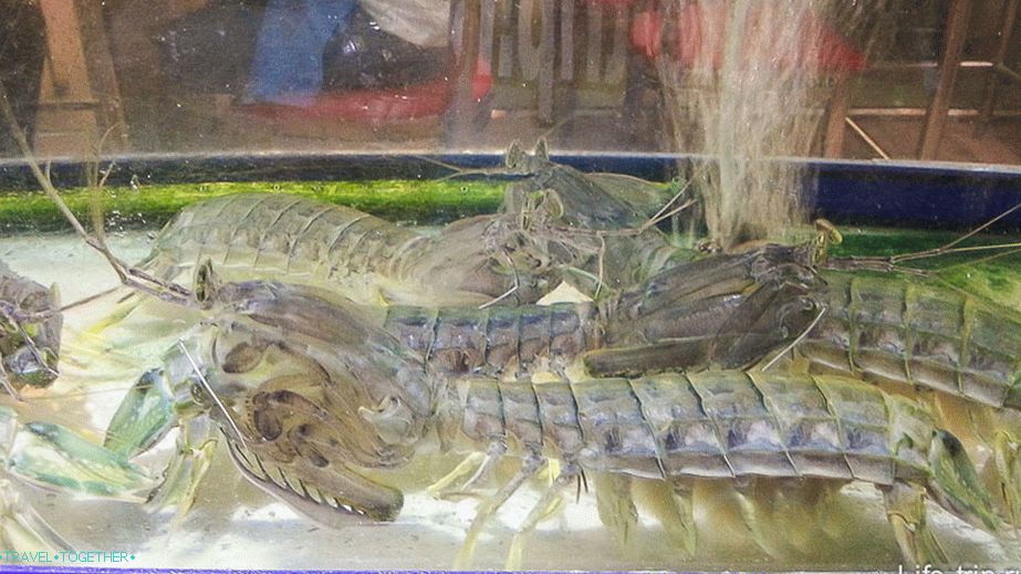 Živi jastozi plivaju u blizini u akvarijima