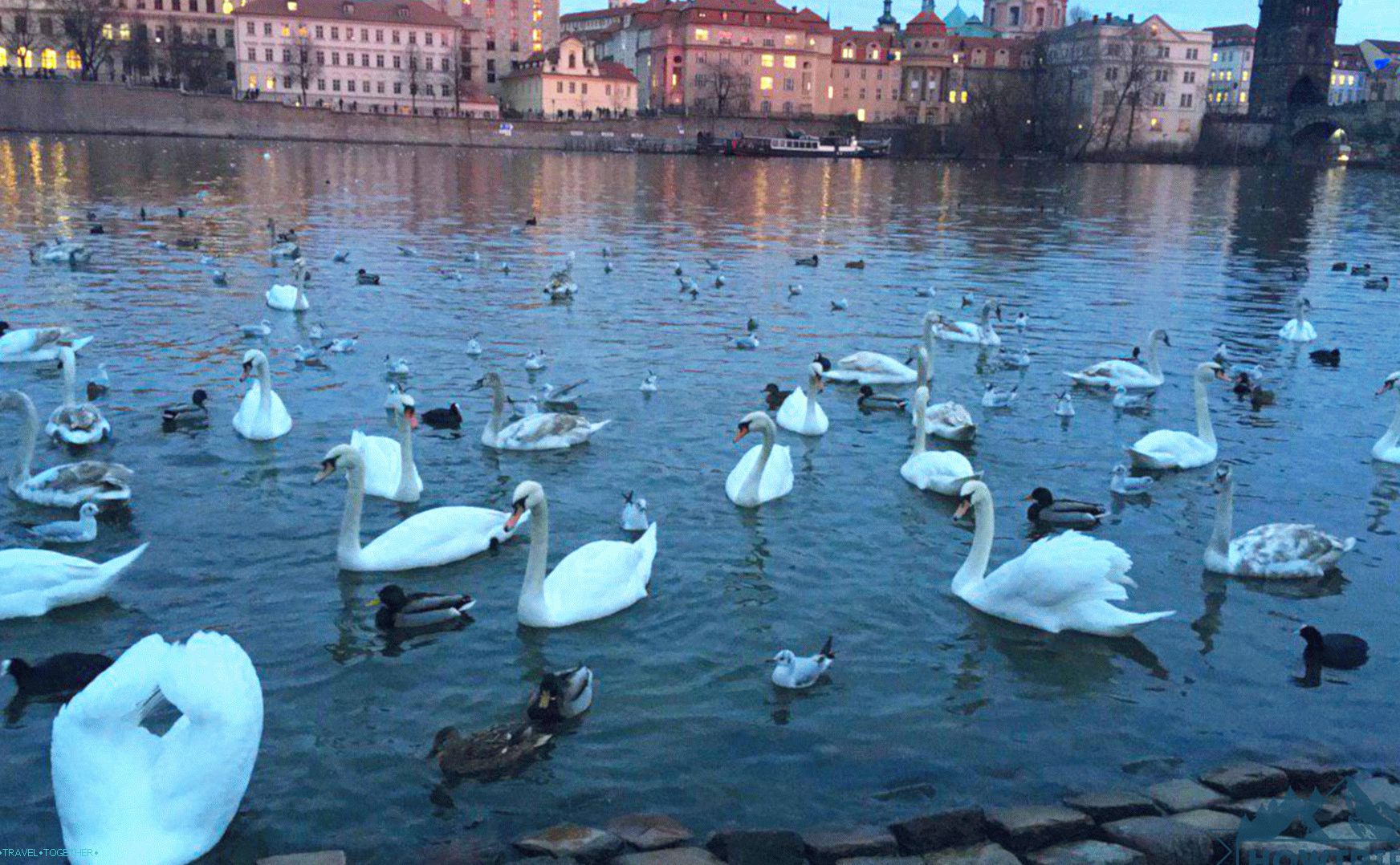 Labudovi u Pragu