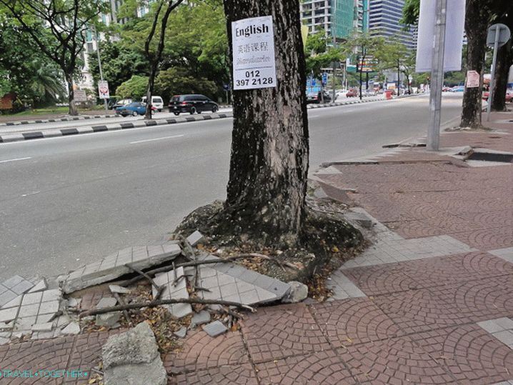 Korijeni drveća hrle u slobodu