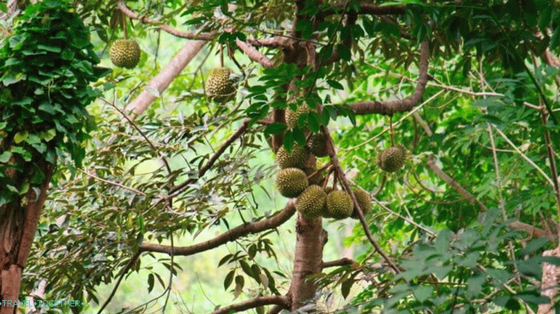 Durian u Tajlandu