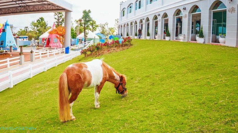 Pipo Pony Farma u Pattayi