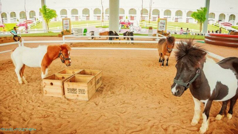 Pipo Pony Farma u Pattayi