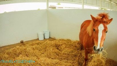 Pipo Pony Farma u Pattayi