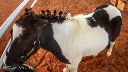 Pipo Pony Farma u Pattayi