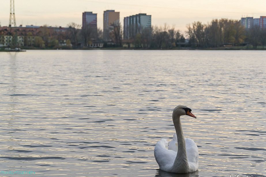 Gradski park u Petrzhalka