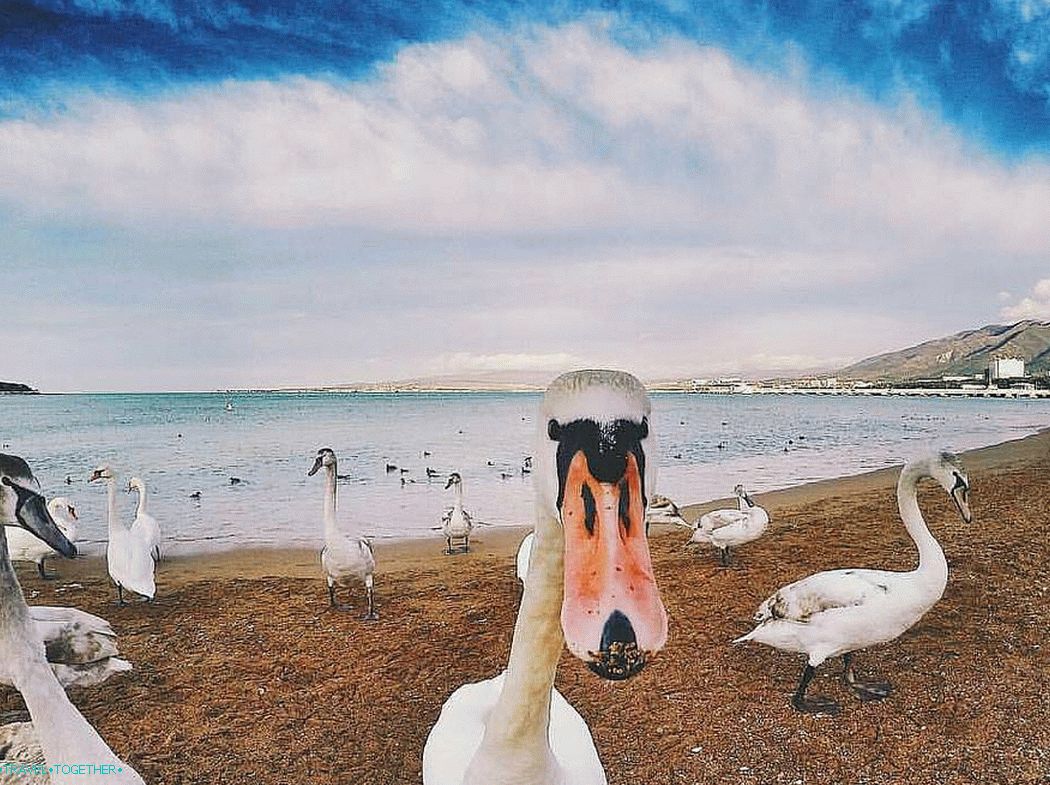 Labudovi na plaži u Gelendzhiku. Fotografija - @lovegen