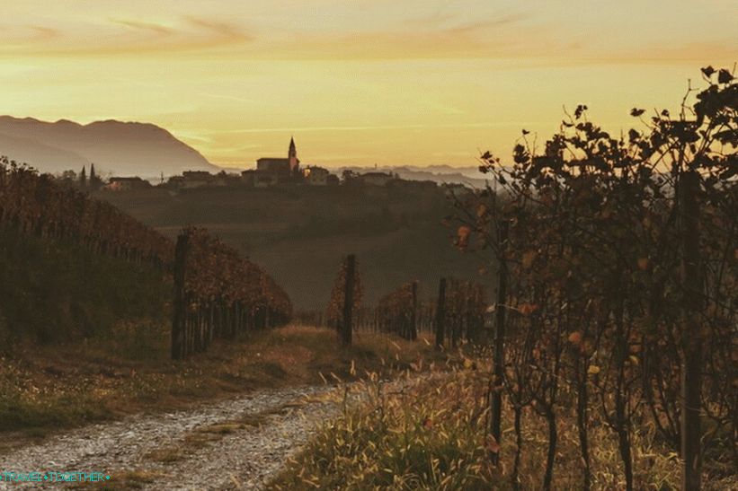 „Vinogradi”