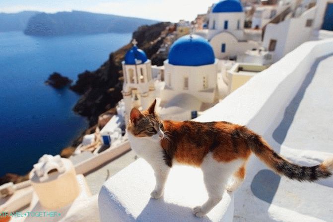 Grčke mačke - junaci turističkih fotografija