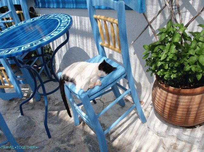 Grčke mačke - junaci turističkih fotografija