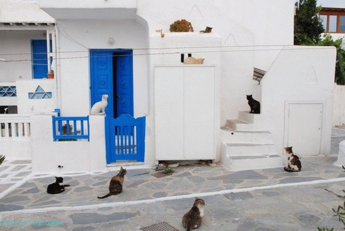 Grčke mačke - junaci turističkih fotografija
