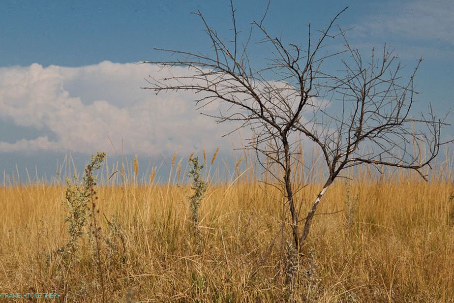 Afrička Savanna