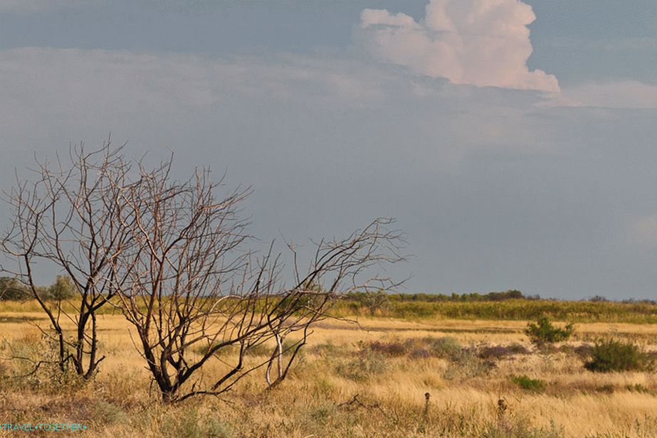 Afrička Savanna
