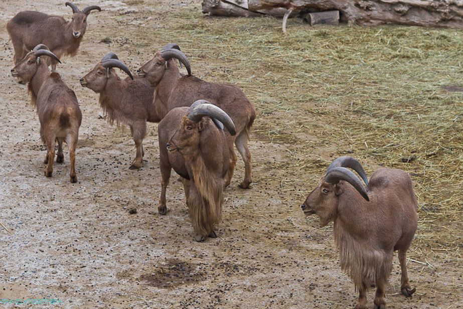 Kharkiv Zoo