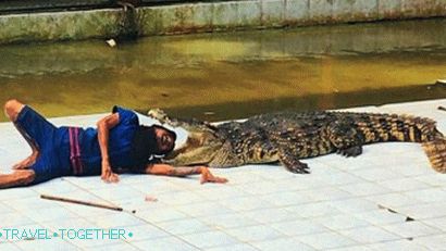 Pokaži s krokodilima u Namuang Safari Parku na Samuiju