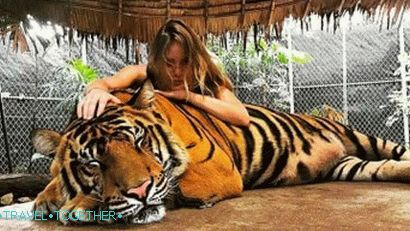 Fotografije s tigrom u Namuang Safari parku na Samuiju