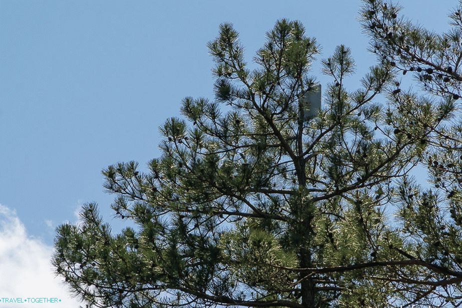 3G antena morala je biti podignuta na visokom borovu