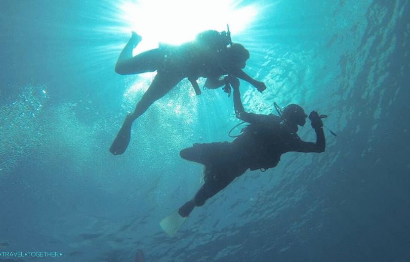 Za ljubitelje rizika - plivanje s morskim psima pravo u oceanu