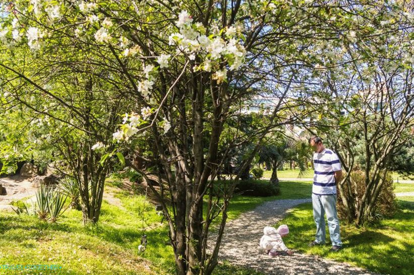 Zadružni trg - kada trešnja cvjeta u Sočiju