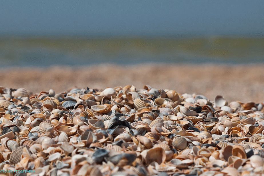 Plaža plitkih školjki