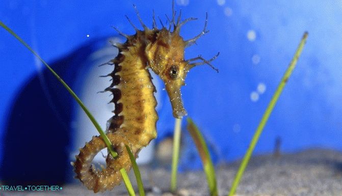 Kritski akvarij. Među stanovnicima mediteranskih dubina