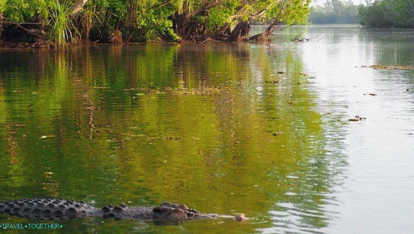 Krokodili u Tajlandu