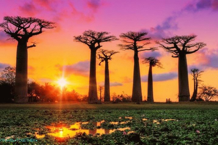 Madagaskar, Aleja Baobaba