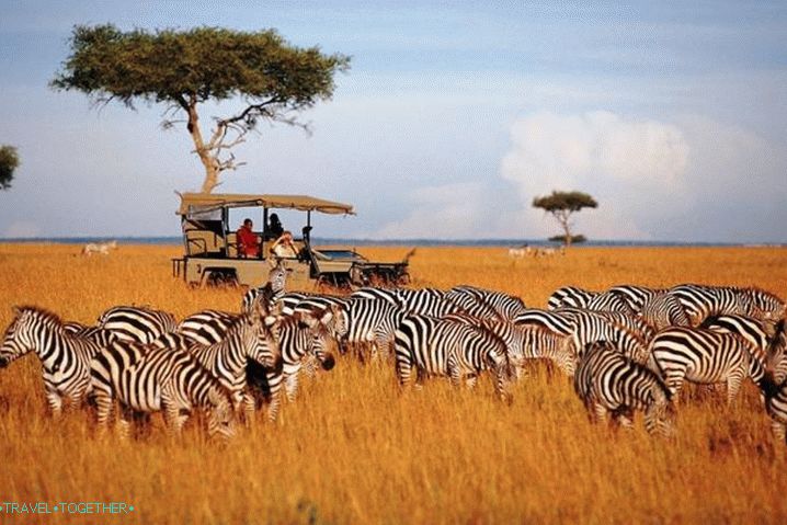 Tanzanija, Safari