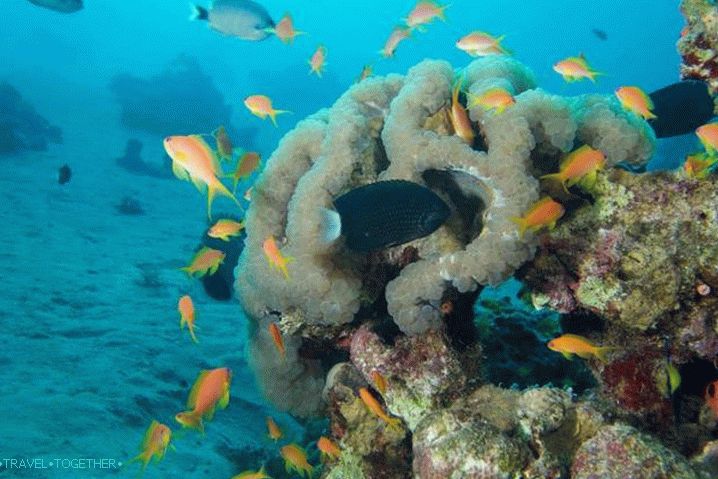 Jordan, ronjenje Aqaba