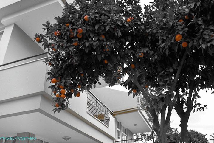 Grad Kemer. Narančasta stabla.