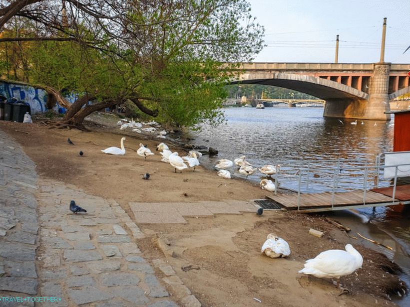 Labudovi u Pragu i gdje ih hraniti