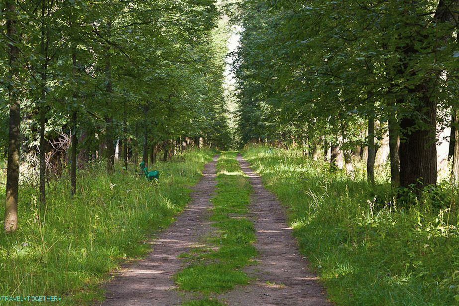 Glavna lipa