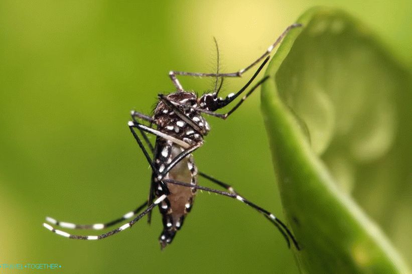 Prijevoznici komaraca Aedes Aegypti